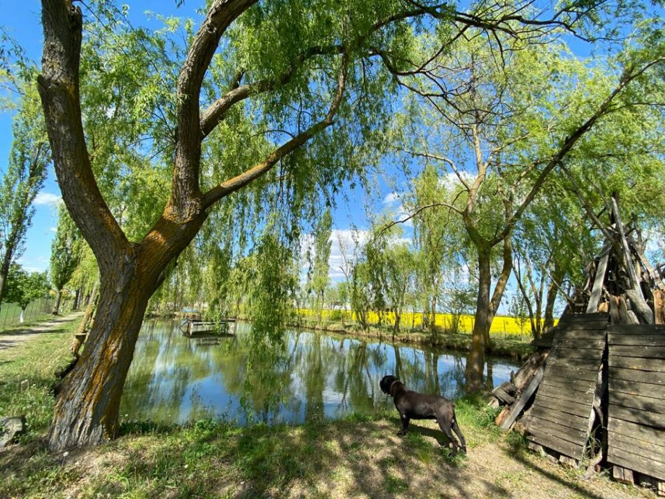 Vila Duplex cu lac si piscina Giarmata Vii  cu 5880 mp de teren - ID V5269 21, foxfort.ro