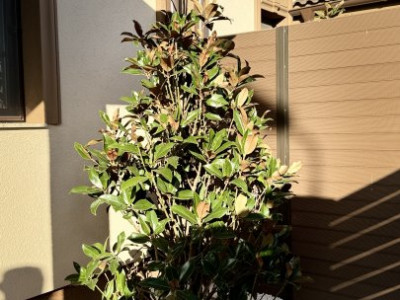 Duplex cu 5 camere cu finisaje premium in Giroc, aproape de Primarie imagine mica 18, foxfort.ro