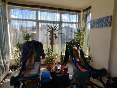 Casa individuala , Sacalaz - Curte 1730 mp imagine mica 14, foxfort.ro