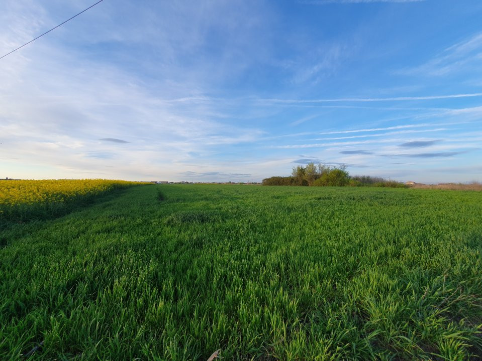 Terenuri de vanzare Sacalaz Sud 2