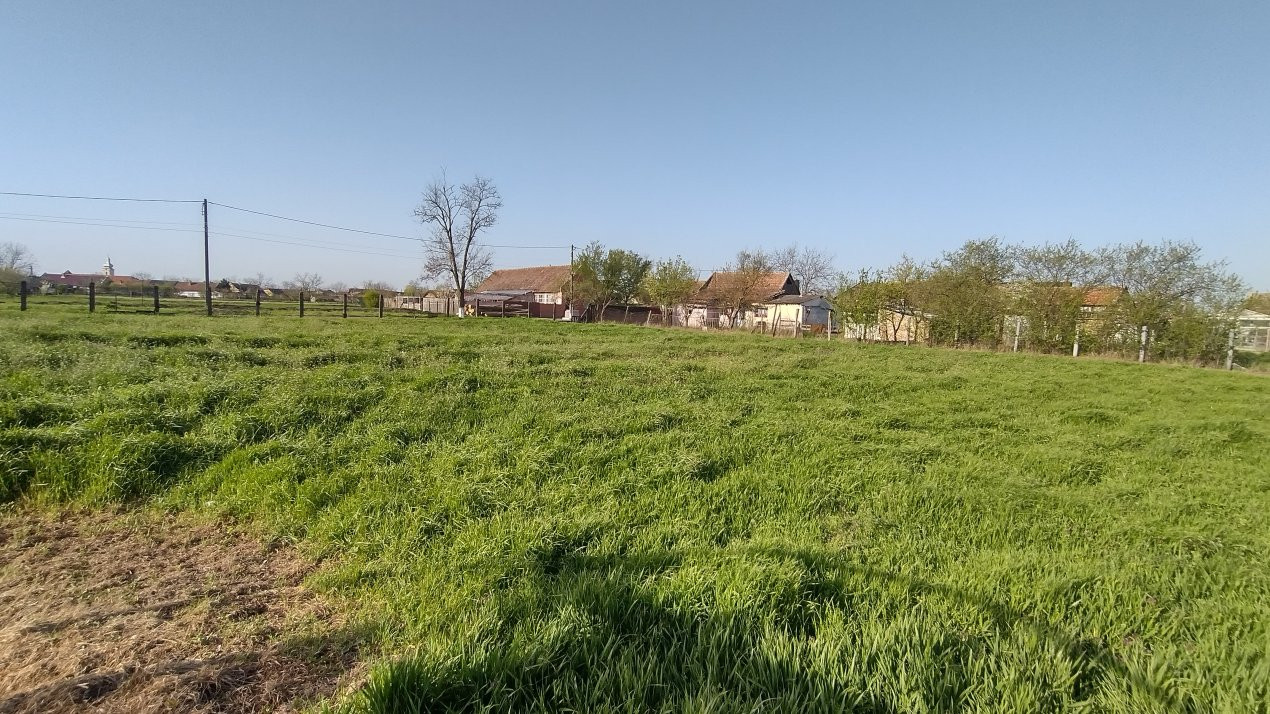 COMISION 0% Teren intravilan constructii, Checea - 1000 mp, asfalt, utilitati 2, foxfort.ro