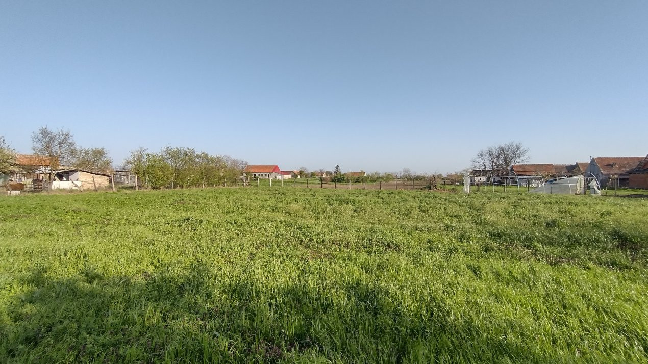 COMISION 0% Teren intravilan constructii, Checea - 1000 mp, asfalt, utilitati 5, foxfort.ro