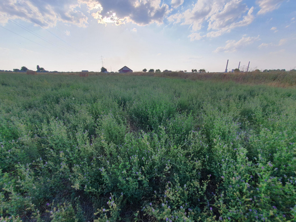 COMISION 0% Teren de 622 mp intravilan pretabil casa, zona Chisoda 12, foxfort.ro