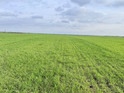 Parcela de teren intravilan de vanzare, 502 mp - Sacalaz imagine mica 5, foxfort.ro