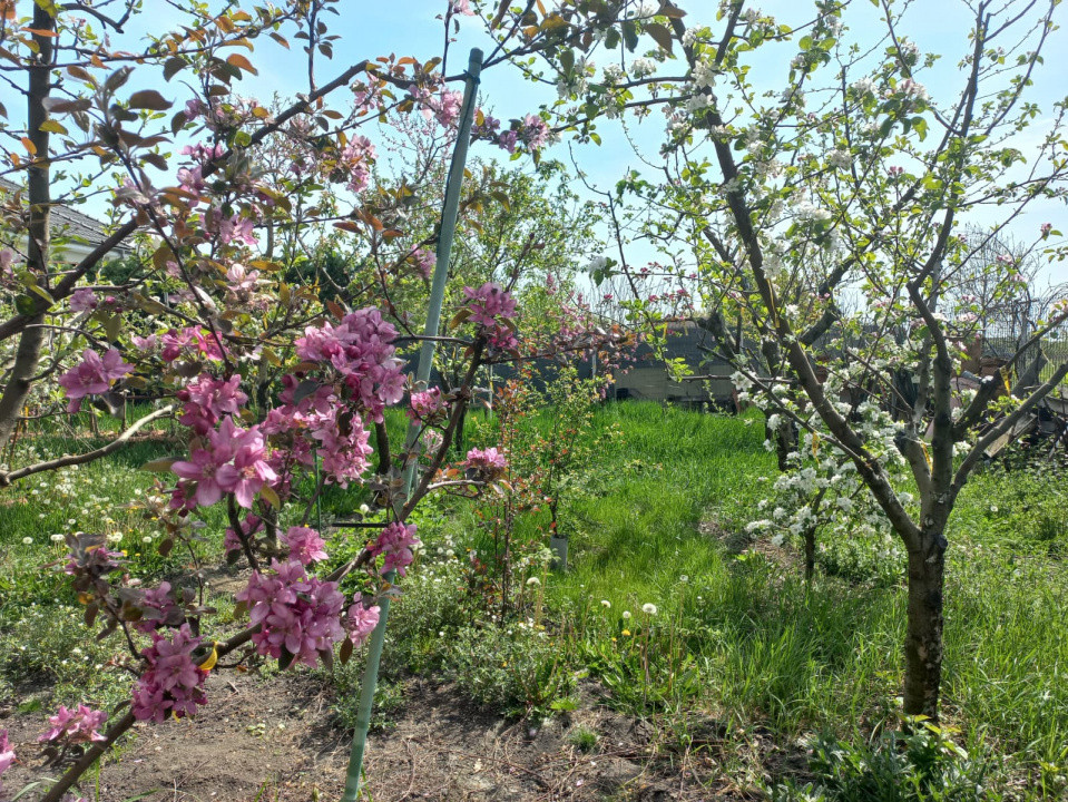 Casa individuala | 5 camere | Teren generos 805 mp | Giarmata Vii 8, foxfort.ro