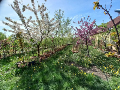 Casa individuala | 5 camere | Teren generos 805 mp | Giarmata Vii imagine mica 4, foxfort.ro