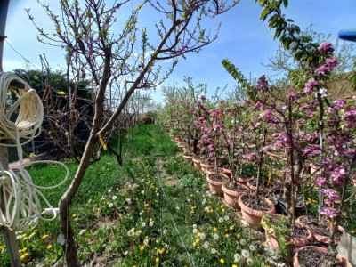 Casa individuala | 5 camere | Teren generos 805 mp | Giarmata Vii imagine mica 5, foxfort.ro