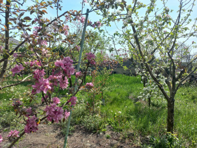 Casa individuala | 5 camere | Teren generos 805 mp | Giarmata Vii imagine mica 8, foxfort.ro