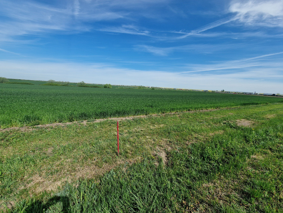 Teren extravilan de 9500 mp de vanzare in Remetea Mare 1, foxfort.ro