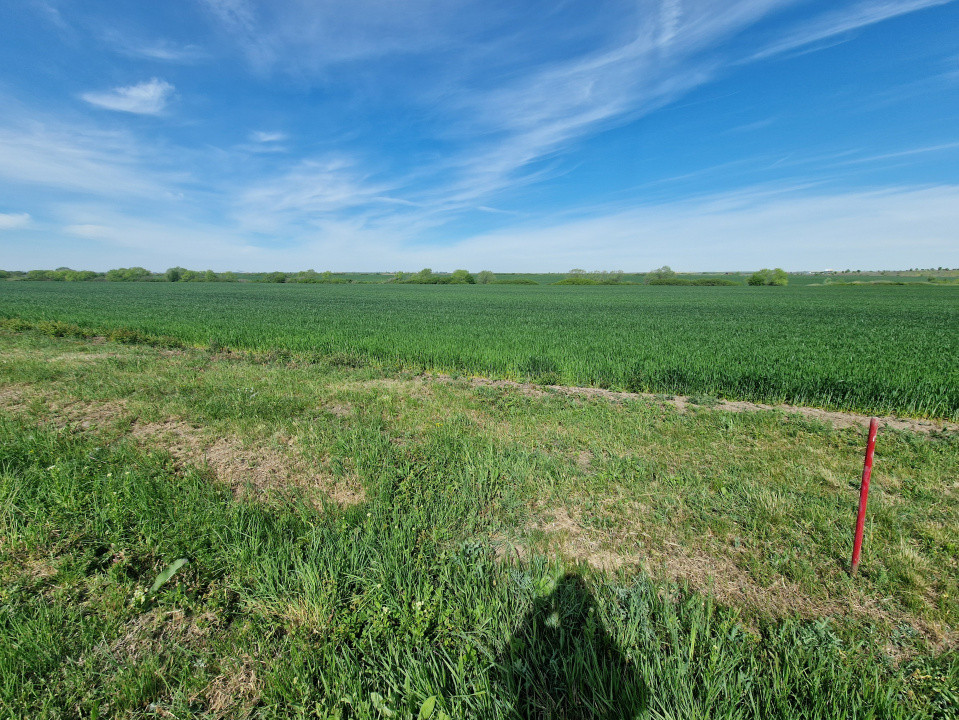 Teren extravilan de 9500 mp de vanzare in Remetea Mare 2, foxfort.ro