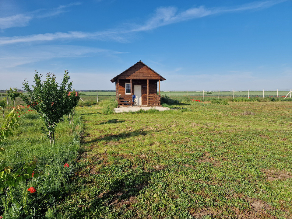 Teren extravilan de 3500 mp de vanzare in Remetea Mare 1, foxfort.ro