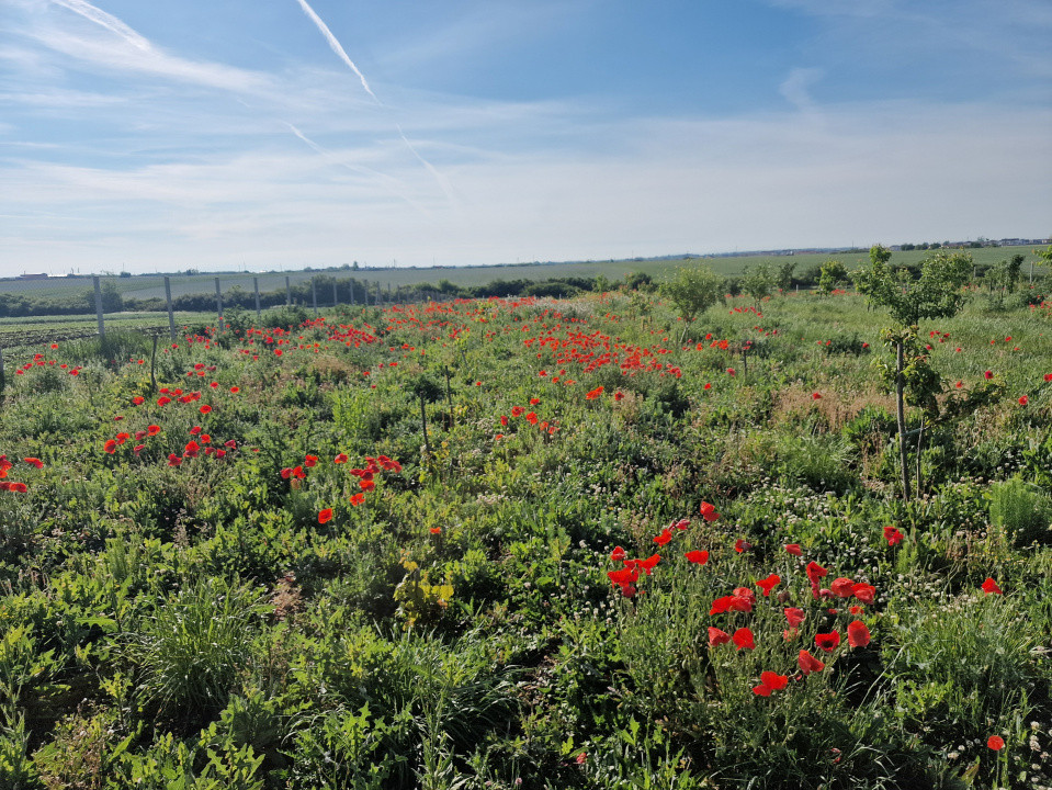 Teren extravilan de 3500 mp de vanzare in Remetea Mare 2, foxfort.ro