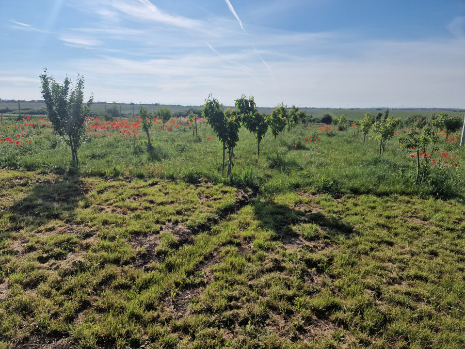 Teren extravilan de 3500 mp de vanzare in Remetea Mare 3, foxfort.ro