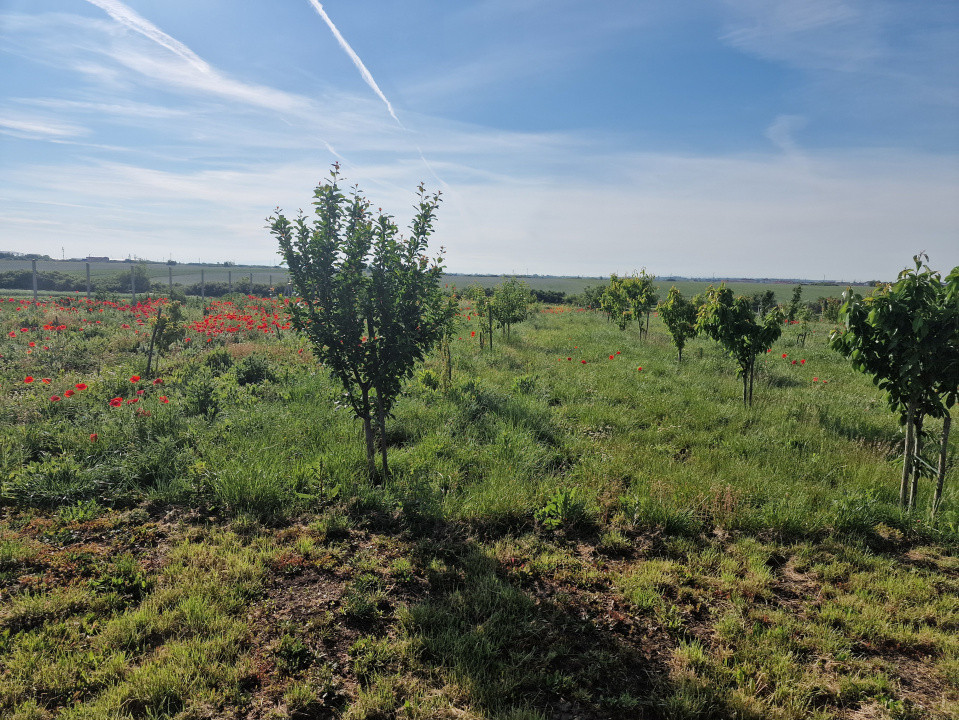 Teren extravilan de 3500 mp de vanzare in Remetea Mare 4, foxfort.ro