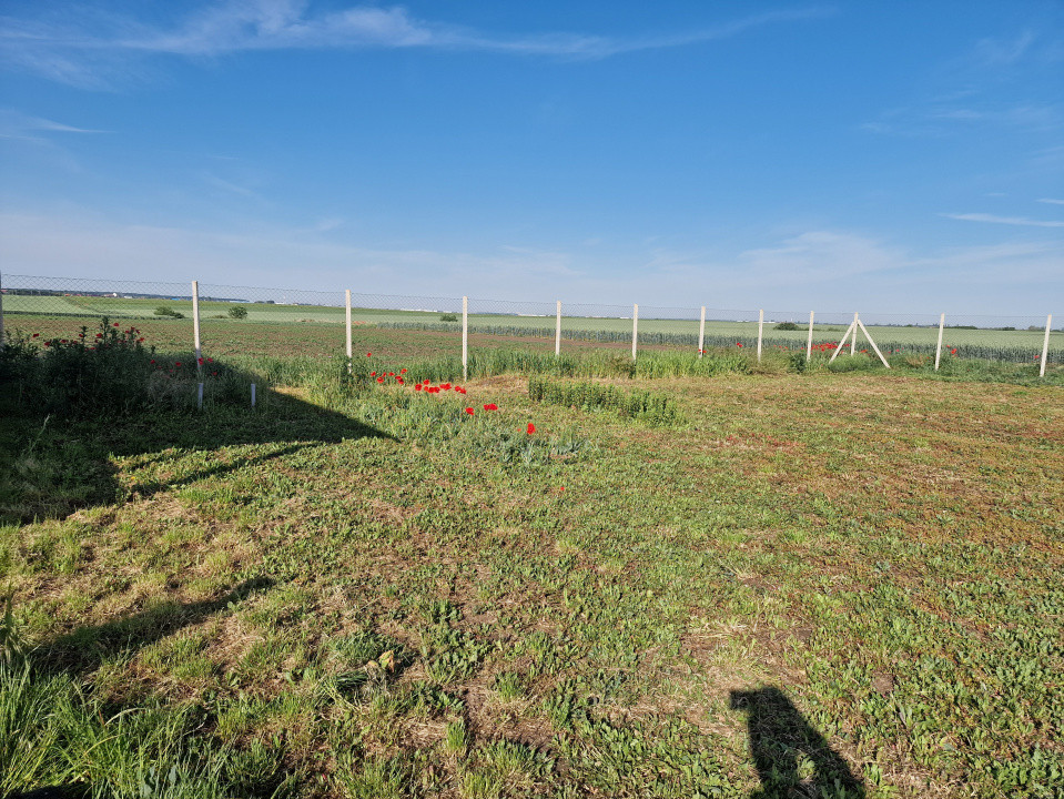 Teren extravilan de 3500 mp de vanzare in Remetea Mare 5, foxfort.ro