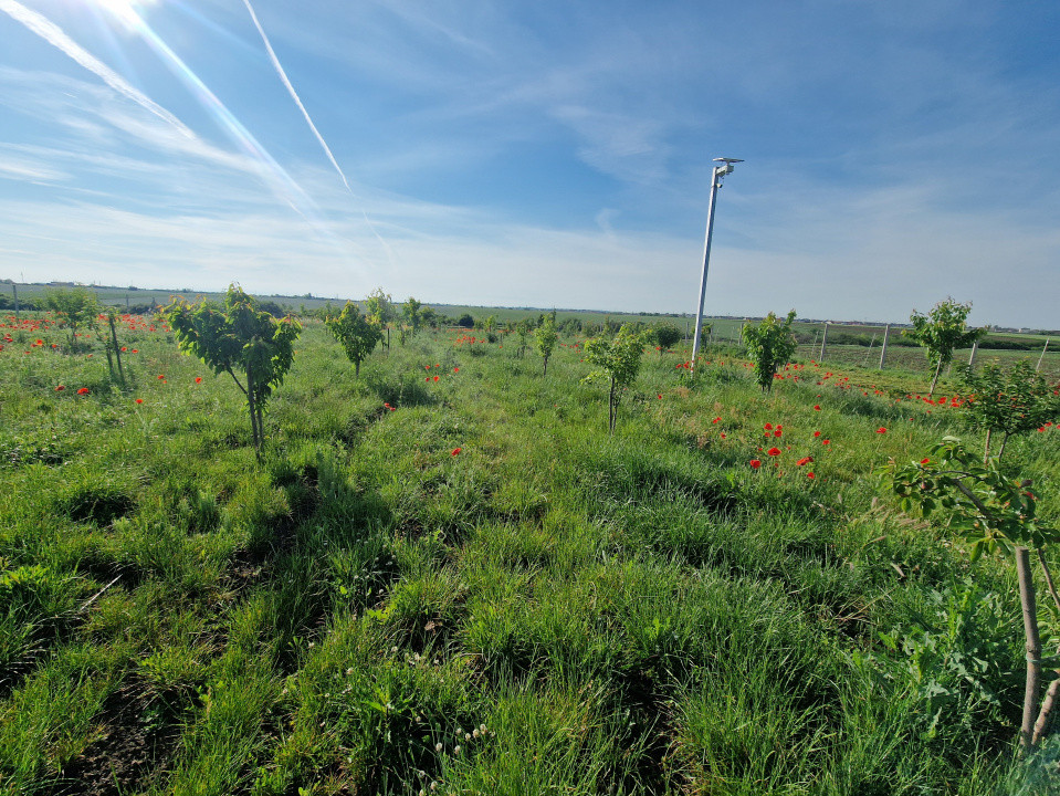 Teren extravilan de 3500 mp de vanzare in Remetea Mare 8, foxfort.ro
