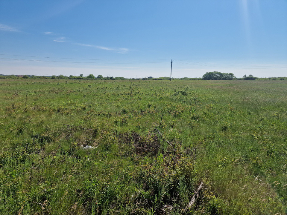 Teren de 5000 mp de vanzare in Mosnita Veche 1, foxfort.ro