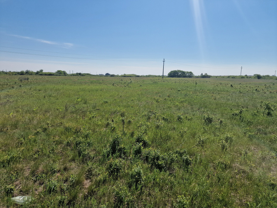 Teren de 5000 mp de vanzare in Mosnita Veche 2, foxfort.ro