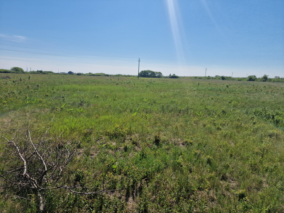 Teren de 5000 mp de vanzare in Mosnita Veche 3, foxfort.ro