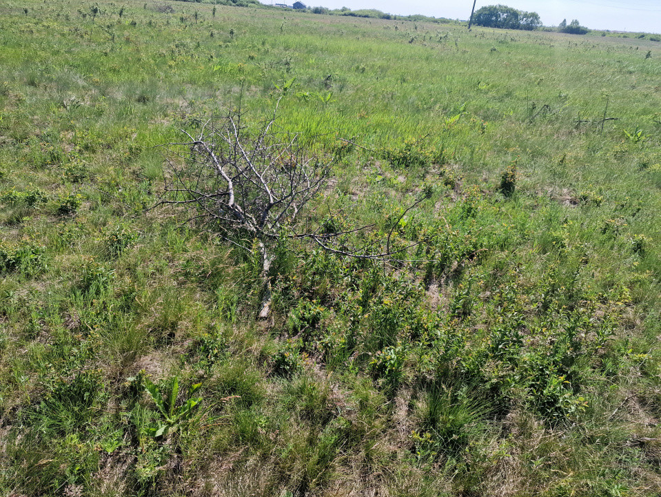 Teren de 5000 mp de vanzare in Mosnita Veche 4, foxfort.ro