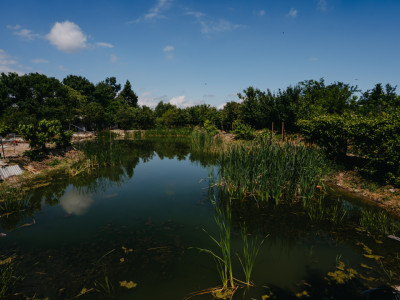 Casa individuala cu 8 camere si lac cu pesti, teren 4424 mp - Jebel imagine mica 3, foxfort.ro