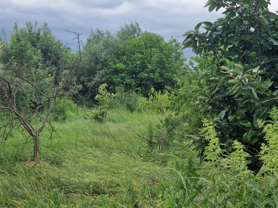 Teren intravilan de 1438 mp de vanzare, in Recas 9, foxfort.ro