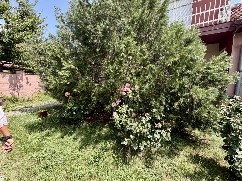 Apartament cu 2 camere la casa - de inchiriat in Dumbravita 6, foxfort.ro