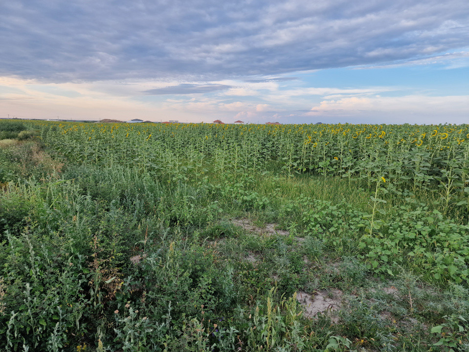 Teren intravilan de 2100 mp de vanzare in Remetea Mare 2, foxfort.ro
