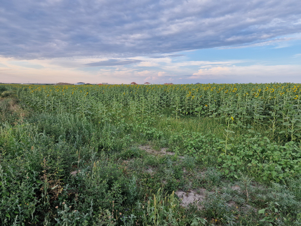 Teren intravilan de 2100 mp de vanzare in Remetea Mare 3, foxfort.ro