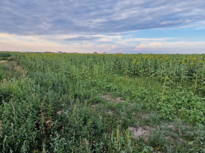 Teren intravilan de 2100 mp de vanzare in Remetea Mare imagine mica 2, foxfort.ro