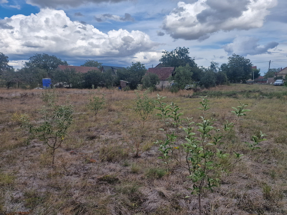 Teren intravilan de 1493 mp cu utilitati - Ianova  4, foxfort.ro